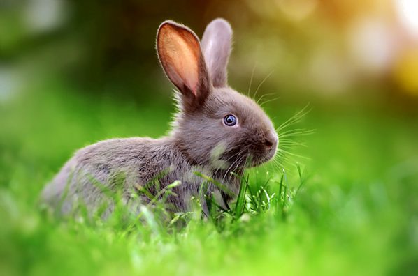 Saiba o que é Cruelty Free